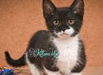 Hugh - Munchkin Cat For Sale - Pembroke Pines&comma; FL&comma; US