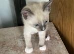 SNOWSHOE BY BANDIT APR 25 - Siamese Cat For Sale - Bryan&comma; TX&comma; US