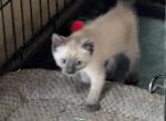 BANDIT BLUE GIRL APR 25 - Manx Cat For Sale - Bryan&comma; TX&comma; US