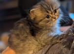 Sweet CFA Registered Silver Shaded Female - Persian Kitten For Sale - Perry&comma; FL&comma; US