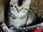 Axel - British Shorthair Cat For Sale - WI&comma; US