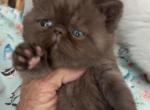Piglet - Exotic Kitten For Sale - Palm Coast&comma; FL&comma; US