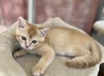 Scottish Straight boy orange SUMMER SALE - Scottish Straight Cat For Sale - Champions Gate&comma; FL&comma; US