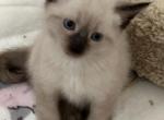 Buddy - Siamese Cat For Sale - Cape Coral&comma; FL&comma; US