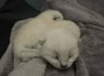 Dreamers - Siamese Cat For Sale - Cape Coral&comma; FL&comma; US