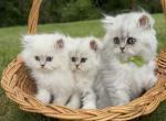 Shaded silver Persians - Persian Cat For Sale - St&period; Joseph&comma; MI&comma; US