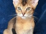Marise - Abyssinian Cat For Sale - Staten Island&comma; NY&comma; US