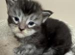 DUKE - Maine Coon Kitten For Sale - Bethlehem&comma; PA&comma; US