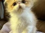 Red & white and Calico - Persian Cat For Sale - Alameda&comma; CA&comma; US