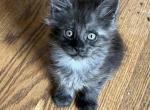 Blue smoke - Maine Coon Cat For Sale - Connellsville&comma; PA&comma; US