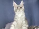Zakary - Maine Coon Cat For Sale - Hollywood&comma; FL&comma; US