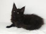SOLID BLACK MALE MAINE COON KITTEN SOLD - Maine Coon Cat For Sale - Union City&comma; MI&comma; US
