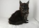 BREED ONLY XL BLACK SMOK F MAINE COON pix April 20 - Maine Coon Cat For Sale - Union City&comma; MI&comma; US