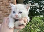 Dallas - British Shorthair Cat For Sale - Houston&comma; TX&comma; US