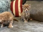 Tyr - Maine Coon Cat For Sale - Marshallton&comma; DE&comma; US