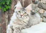 Martin - Maine Coon Cat For Sale - Los Angeles&comma; CA&comma; US