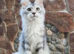 Evrick - Maine Coon Cat For Sale - Los Angeles&comma; CA&comma; US