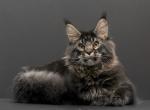 Ragnar - Maine Coon Cat For Sale - Los Angeles&comma; CA&comma; US