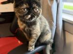 Kiara - Exotic Cat For Sale - Sunderland&comma; MA&comma; US