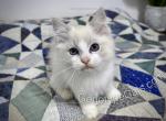 Beedle - Ragdoll Cat For Sale - Tuscaloosa&comma; AL&comma; US