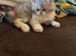 Cole - Persian Cat For Sale - MO&comma; US