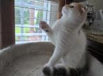 Max - Scottish Fold Cat For Sale - Holland&comma; PA&comma; US