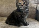 Astrid - Maine Coon Cat For Sale - Marshallton&comma; DE&comma; US