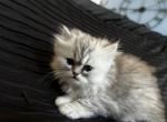 Mrs crabs - Persian Cat For Sale - Riverside&comma; CA&comma; US