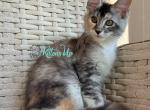 O Graffiti - Maine Coon Cat For Sale - Miami&comma; FL&comma; US