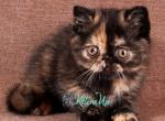 Alicia - Exotic Cat For Sale - Pembroke Pines&comma; FL&comma; US