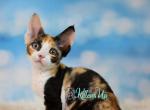 Xusha - Devon Rex Cat For Sale - Norwalk&comma; CT&comma; US