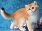 Orlando - British Shorthair Cat For Sale - Norwalk&comma; CT&comma; US