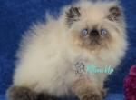 Daniel - Persian Cat For Sale - Hollywood&comma; FL&comma; US