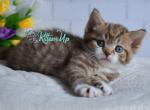 Rosmarin - Scottish Straight Kitten For Sale - Pembroke Pines&comma; FL&comma; US