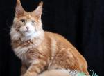 Nike&lowbar; - Maine Coon Cat For Sale - Hollywood&comma; FL&comma; US