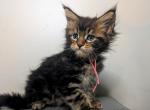 Zara and Romeo - Maine Coon Kitten For Sale - Harrisburg&comma; PA&comma; US