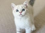 W A L L Y - Scottish Straight Cat For Sale - Fontana&comma; CA&comma; US