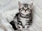 Maxx - British Shorthair Cat For Sale - Battle Ground&comma; WA&comma; US