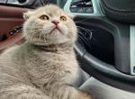 Bonnie Boo - Scottish Fold Cat For Sale - Snohomish&comma; WA&comma; US