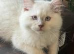 Tica lilac ready to go - Ragdoll Cat For Sale - Butler&comma; PA&comma; US