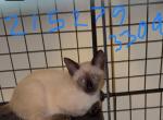 Siamese kittens - Siamese Cat For Sale - Philadelphia&comma; PA&comma; US