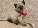 Siamese kittens - Siamese Kitten For Sale - Attleboro&comma; MA&comma; US