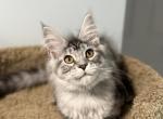 Clara - Maine Coon Cat For Sale - Wrightstown&comma; NJ&comma; US