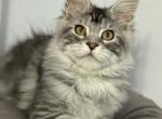 Dune - Maine Coon Cat For Sale - Wrightstown&comma; NJ&comma; US