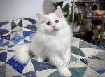 Fawcett - Ragdoll Cat For Sale - Tuscaloosa&comma; AL&comma; US