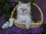 VESEL'CHAK IZ TVERSKOGO KNYAZHESTVA - Siberian Cat For Sale - NY&comma; US