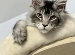 Don - Maine Coon Cat For Sale - Wrightstown&comma; NJ&comma; US