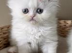 Daisy - Persian Cat For Sale - CT&comma; US