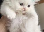 Gardenia - Persian Cat For Sale - CT&comma; US