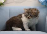 Valentino of RomanovCats - Siberian Kitten For Sale - Ashburn&comma; VA&comma; US